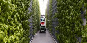 Why ‘vertical farming’ is not a fix for our food system