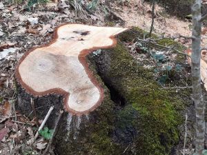 Settanta alberi abbattuti e legna rubata nel Parco dei Picentini: arrestato il responsabile