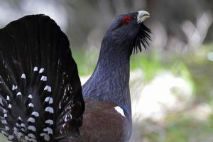 Chasse au Grand Tétras interdite en France : les chasseurs saisissent le Conseil d’État