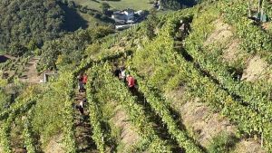 Menos uva, pero de “buena calidad”: la vendimia de la DOP Cangas se cierra con la entrada de 181.820 kilos en las bodegas