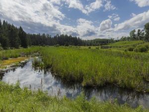 Opinion: New drainage rules put Alberta's wetlands at risk If you are at all concerned about nature and the benefits we derive from it, or transparency in political decision-making for that matter, it’s been a rather interesting time in Alberta. The latest incident involves wetlands and the quiet rolling back of legislation and policy that was meant to recognize — and conserve — their value to Albertans.
