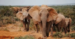 Wild Minds and the Value of Diversifying Brain Research