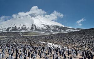 Climate change has devastated one of the world’s great penguin colonies