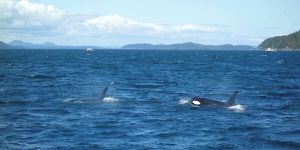 Feds forging ahead with bulldoze nature bill, putting endangered orcas at risk