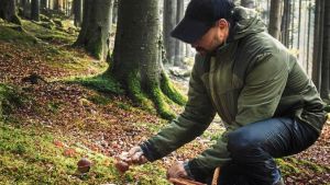 Funghi, tassa nelle aree montane: pronta la legge anti-intossicazioni