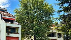 L’acero cresciuto troppo le ostruisce la visuale: inquilina fa causa agli altri còndomini e vince. L’albero sarà abbattuto