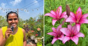 Hyderabad Gardener Shares How To Grow Lilies at Home This October With Just 3–4 Hours of Sun