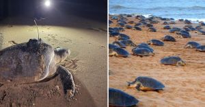 A Satellite Tag Followed One Olive Ridley for 6,719 Km. What Scientists Found Changes How We See Odisha's Turtles