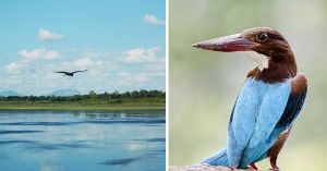 For 20 Years, Bengaluru Fought to Save This ‘Wasteland’. It Is Now a 5,678-Acre Conservation Reserve