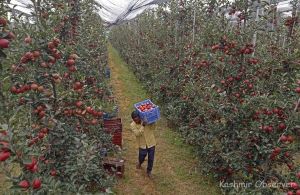 From Imperial Transit to Kashmir’s Apple Bowl