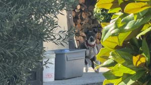 Cane tenuto alla catena, prete multato. E le guardie ecozoofile lo denunciano per minacce al telefono: “Ha detto che ce l’avrebbe fatta pagare”