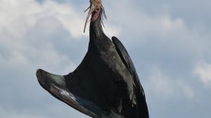 Alle anderen schon in Italien: Mowgli bleibt als einziger Waldrapp am Bodensee zurück