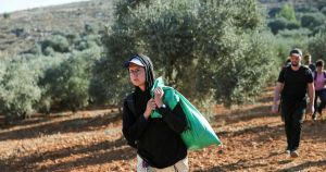The IDF Must Allow Activists to Accompany West Bank Olive Harvests