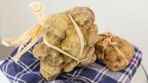 L’autunno del tartufo parte da Alba