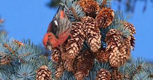 A year of plenty in our treetops