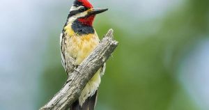 Savouring the summer that flew by with these Kawartha wildlife encounters