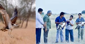 India Releases 2 Captive-Bred Great Indian Bustards Into the Wild: The Beginning of a Survival Experiment