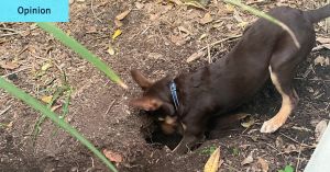 A pat excuse: When humans ignore me, it leaves me gutted