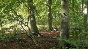 Er wonen mensen in het Haagse Bos: hoe kan dit in Nederland?