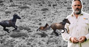 Why are voices like mine lost in the brumby debate?