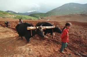 'Vivir la tierra' durante un rato