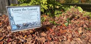 Why fall yard care could start with doing less – but not nothing
