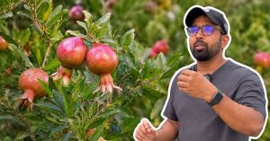Delhi Gardener's Step-by-Step Guide to Growing Pomegranates on Your Balcony This October