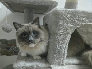 Livorno, gatto scomparso da Montenero: «Chi lo vede, ci chiami: ricompensa da mille euro»