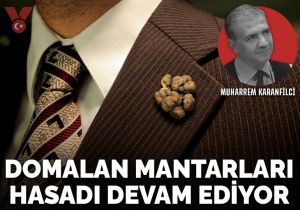 Domalan mantarları hasadı devam ediyor