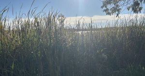 Celebrating sacred relationships at Mnoominkewin Gathering Curve Lake