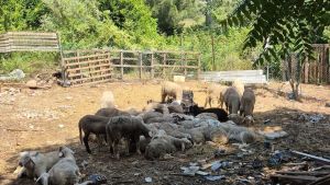Los Mossos detectan puntos de sacrifico ilegal de ganado donde se vende carne sin garantías sanitarias