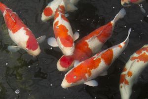Carpa Koi, il pesce giapponese da oltre un milione e mezzo di dollari