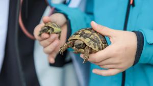 Gorizia, 45 animali sfilano per la benedizione: protagonista Lamù, il cane eroe dei vigili del fuoco