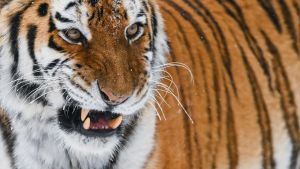 Mann betritt Tigergehege - tot