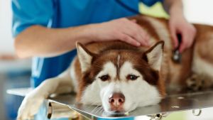 Ist Knoblauch giftig für Hunde?
