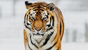 Man killed in tiger attack after entering enclosure at English Wildlife Park