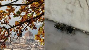 I grilli invadono Firenze: gli insetti hanno colonizzato anche l'esterno del Duomo