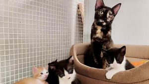 Randagismo, boom da gennaio: già 150 i gatti abbandonati