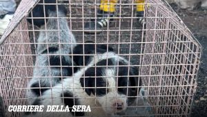 Massa Lubrense, tre cuccioli di cane lanciati dal ponte