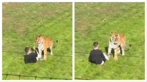 UK Zoo horror video goes viral as tiger mauls man to death after he enters enclosure