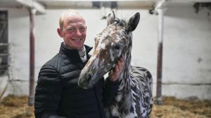 Hype um ein Fohlen - für 75.000 Euro nach Dubai