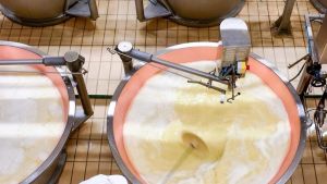 Latte, mercato in surplus. Crolla il prezzo alla stalla: e la crisi colpisce la filiera