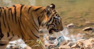 India Has A New Plan to Tackle Waste in the Wild: What Will Change in Tiger Reserves