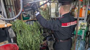 Crocetta del Montello, oltre 5 chili di marijuana e 8 piante sequestrati: arrestato un 30enne