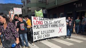 La indignación ganadera por los ataques del lobo estalla en Infiesto entre petardos y cencerros: 