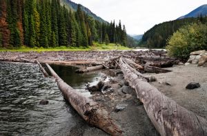 Helicopters dump 6,000 logs into rivers in the Pacific Northwest, fixing a decades-old mistake