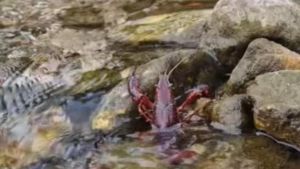 Gambero rosso della Louisiana fuori controllo sul lago di Garda