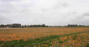 Farm produces biggest-ever crop of 500K pumpkins for store chain despite the drought