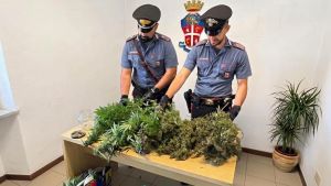 Garlasco, due piante di marijuana alte quasi due metri nell’orto: denunciato un trentenne