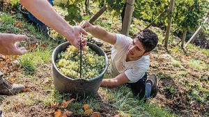 Vendemmia sui Colli Euganei, cinghiali divorano fino al 20 per cento dell’uva